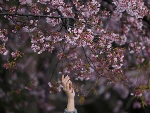 Mùa hoa anh đào 'thất thế' tại Nhật Bản