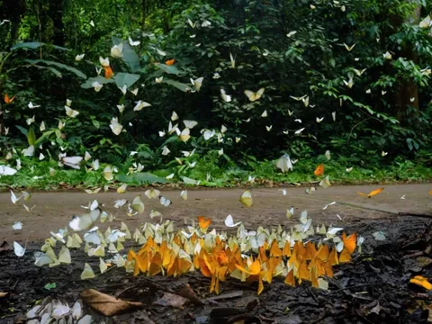 Mùa bướm đến sớm tại Vườn quốc gia Cúc Phương