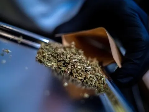 Hết thời 'cần sa tự do' tại Thái Lan