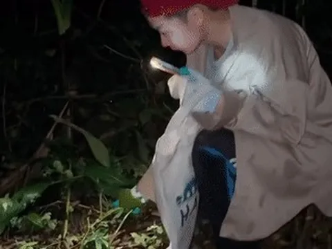 'Lộc trời' ở Lạng Sơn xuất hiện vào buổi tối, khách băng rừng, rọi đèn đi săn