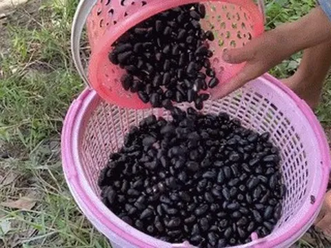 5 quả đặc sản ở An Giang mọc chi chít, vị chua ngọt lạ miệng hấp dẫn du khách