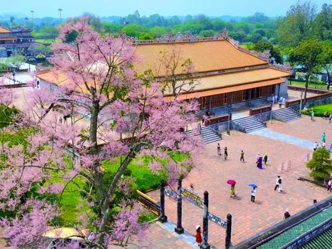 Hoa ngô đồng bung nở ở Hoàng cung Huế