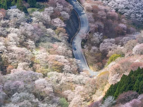 Cảnh mùa hoa anh đào ngoạn mục tại Nhật Bản