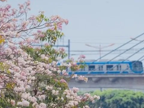 VIDEO: Con đường hoa kèn hồng lãng mạn tại TPHCM