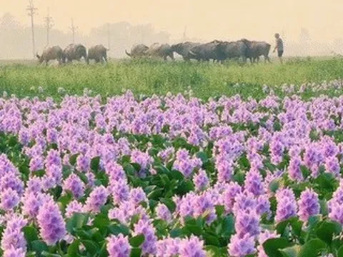 Hoa lục bình ở ngoại ô Hà Nội nở rộ, khách đi 16km tới chụp ảnh, đón hoàng hôn