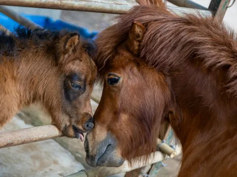 Ngựa lùn Cacao 1 tháng tuổi ở Thảo Cầm Viên chưa hết 'hot'
