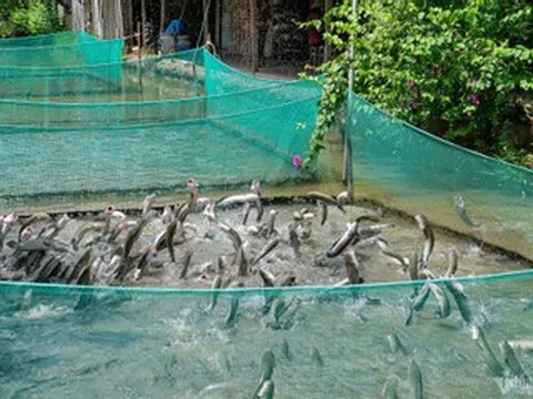 Địa điểm du lịch miền Nam dịp 30/4-1/5 đẹp, hái quả mọc chi chít, ăn hải sản rẻ