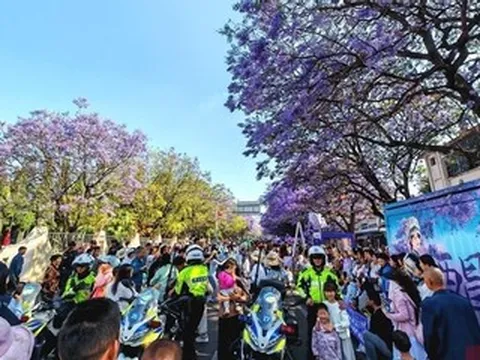 50.000 cây phượng tím nở rộ, du khách ùn ùn đổ về thưởng hoa