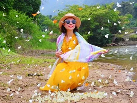 Du khách đổ xô vào rừng ‘săn bướm’, check-in cùng cây ráy 'khổng lồ’ ở Ninh Bình
