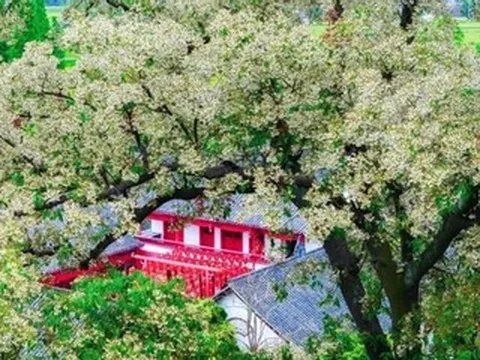 Du khách nườm nượp ngắm cây 1.200 năm nở hoa, cả làng kiếm hàng chục tỷ đồng