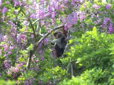 Sắc tím hoa thàn mát phủ kín bán đảo Sơn Trà, hút khách check-in