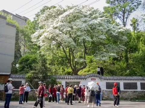 Cây cổ thụ 200 năm 'nở hoa 10 ngày rồi tàn' hút nghìn người tới chiêm ngưỡng