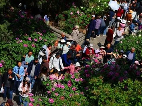 Loài hoa hơn 400 năm tuổi bung nở rực rỡ gây sốt mạng xã hội