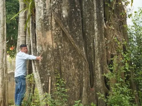 Chiêm ngưỡng quần thể cây di sản trăm tuổi bên ngôi đền cổ xứ Nghệ