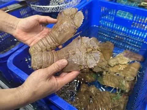 Sản vật 10 chân có hình thù kỳ dị ở Mũi Né, khách khen ngọt ngon như tôm hùm