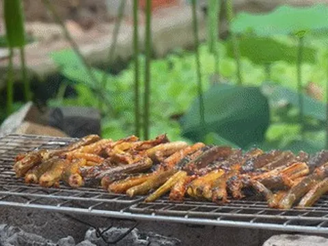 Sản vật trời ban nhìn giống lươn, đem nướng hay om củ chuối đều ngon