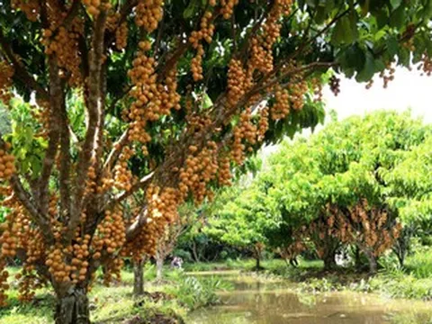 Vườn trái cây sai trĩu từ gốc đến ngọn của cô chủ Cần Thơ hút khách