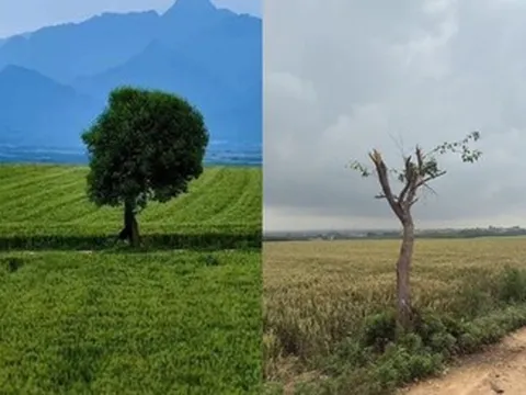 Cây 'cô đơn' nổi tiếng bị chặt trụi vì khách check-in giẫm nát ruộng lúa