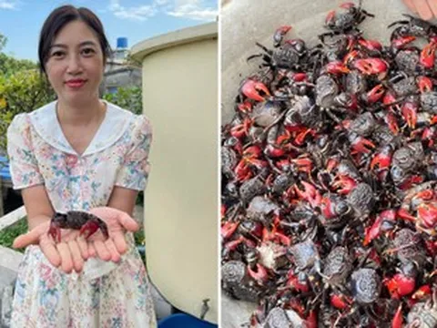 Đặc sản 'chui lên từ lòng đất' ở Ninh Bình nấu canh ngon, vị ngọt như cua đồng