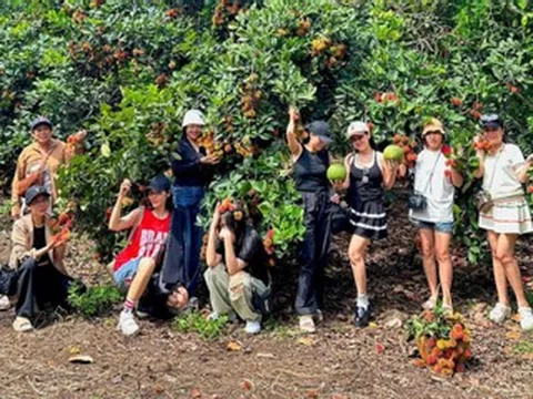 Mỗi năm chỉ có một mùa, du khách ùn ùn đến Đồng Nai tự tay hái trái chín cây