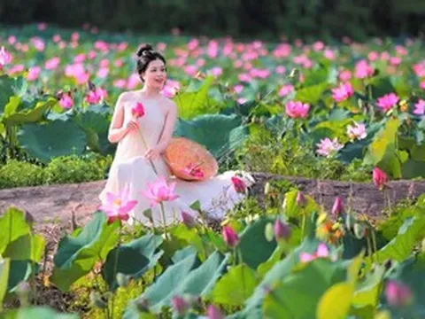 Đẹp ngỡ ngàng đồng hoa sen lớn nhất Đà Nẵng, du khách thích thú đến check-in
