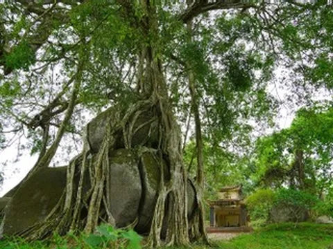 Cây sanh di sản nghìn tuổi ôm đá tạo thế ‘mâm xôi con gà’ độc lạ