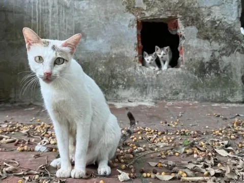 Di dời toàn bộ mèo trên 'đảo mèo' giữa hồ Công viên Thống Nhất