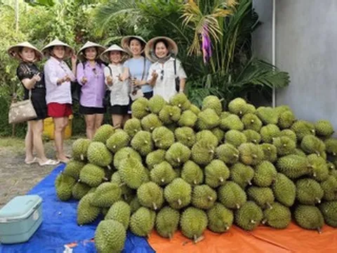 Mở cửa cho khách vào miễn phí, chủ vườn Cần Thơ bán cả tấn trái cây mỗi ngày