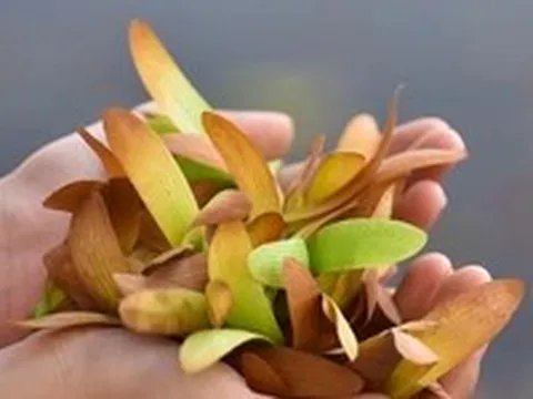 Cuộc gặp tình cờ dưới tán chò nâu bay