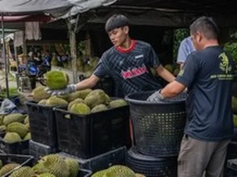 Sầu riêng rớt giá mạnh, Thủ tướng Malaysia hứa nhờ Trung Quốc giải cứu giúp