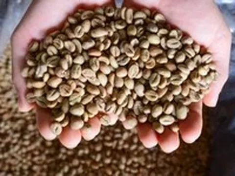Giá cà phê có mức tăng kỷ lục của 30 năm sau một phiên