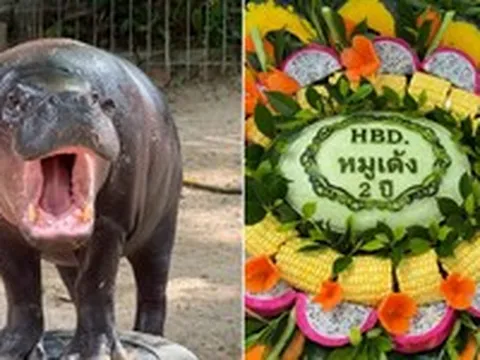 Sở thú Thái Lan mở hội mừng sinh nhật 2 tuổi cho 'ngôi sao' Moo Deng