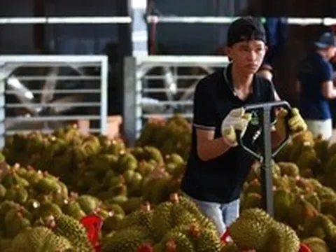 Đấu giá vườn sầu riêng