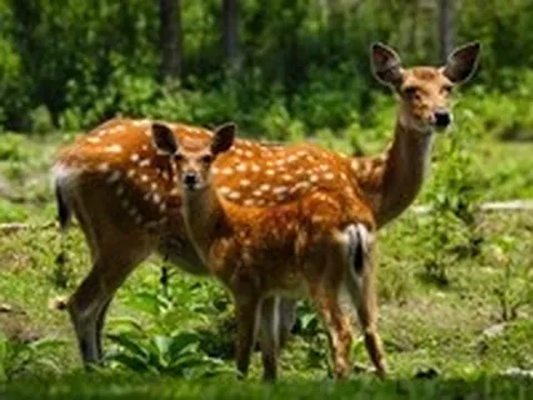 Gia Lai mở cửa làm du lịch trong Vườn quốc gia Kon Ka Kinh và Kon Chư Răng