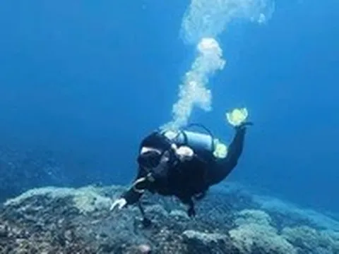 Chủ tịch đặc khu Lý Sơn lặn biển kiểm tra rạn san hô, chỉ đạo bảo tồn gắn với phát triển du lịch