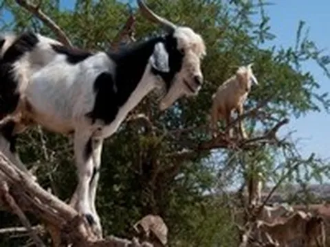 Bí mật phía sau đàn dê leo cây ở Morocco