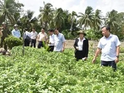 Đồng Tháp chỉ đạo tiêu hủy rau màu bị chết bất thường, tuyết đối không bán ra thị trường