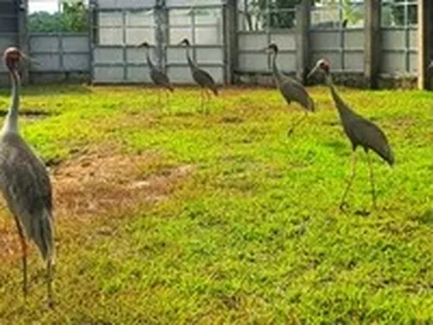 Sáu con sếu đầu đỏ mới về Tràm Chim khỏe mạnh, bắt đầu ghép đôi