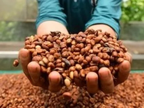 Thị trường TP.HCM ngày 11-7: Giá cà phê khép lại tuần giao dịch biến động bằng phiên giảm giá