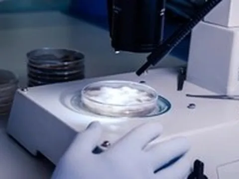 Lần đầu tạo được tế bào tiền thân của tinh trùng người trong phòng thí nghiệm