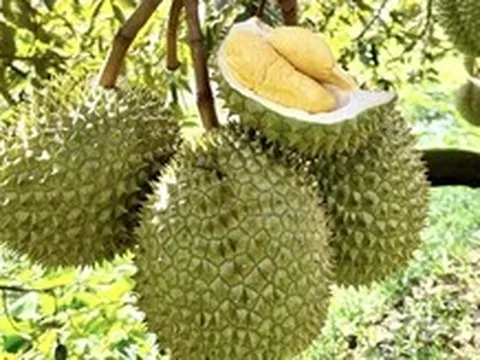 Dự kiến rút ngắn thời gian cấp mã số vùng trồng nông sản, không nới lỏng quản lý