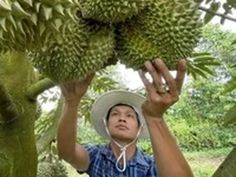 Hơn 100 doanh nghiệp Trung Quốc sang Việt Nam tìm đối tác sầu riêng