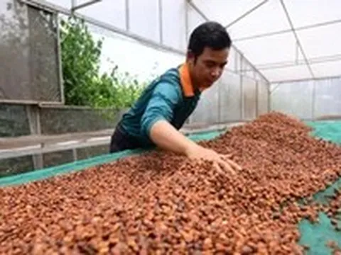 Tăng tốc đáp ứng EUDR, cà phê Việt vẫn ngóng hướng dẫn