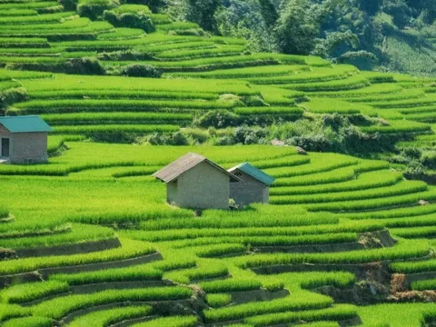 Mùa lúa xanh phủ kín ruộng bậc thang 'đẹp như tranh' ở Y Tý