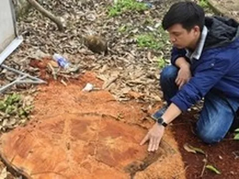 Vụ chặt xà cừ trong khuôn viên trụ sở ở Gia Lai: Đã xác định được người chặt hạ
