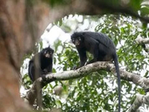 Phát hiện loài khỉ mới với đôi môi hồng cam kỳ lạ