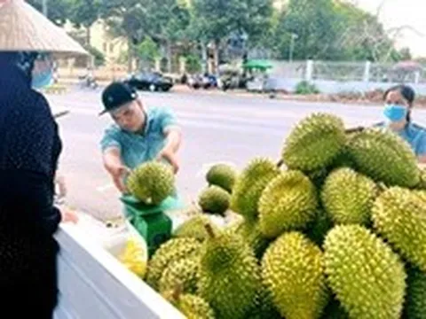 Hải quan 'lệnh' thông quan ngay sầu riêng, cấm gây khó doanh nghiệp