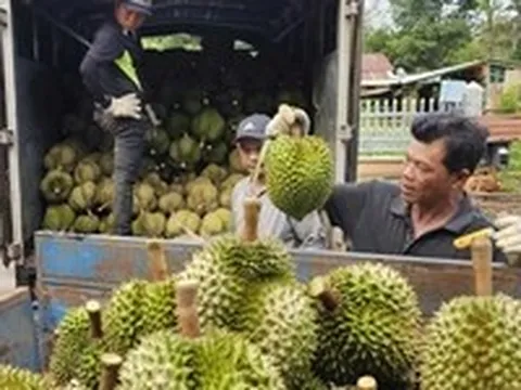 Thị trường TP.HCM 18-7: Giá cà phê bật tăng, sầu riêng khởi sắc