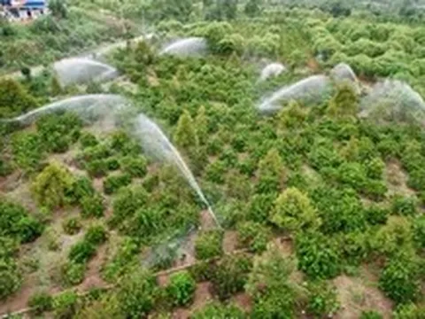 Đắk Lắk yêu cầu tiếp tục thu hồi hơn 525ha đất của Công ty cổ phần cà phê Thắng Lợi