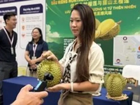 Hàng triệu đơn hàng sầu riêng Việt Nam qua sóng 'livestream' tại thị trường Trung Quốc